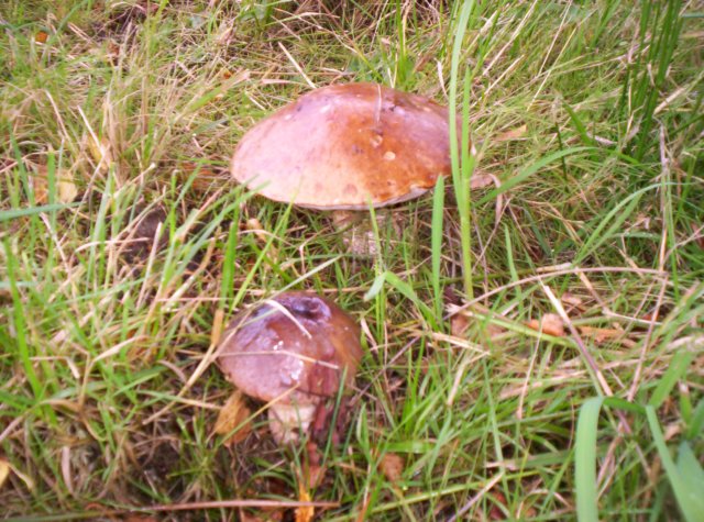 mushroomseason.jpg