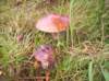 mushroomseason_small.jpg